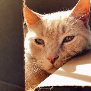 Meet your Posher, Aj